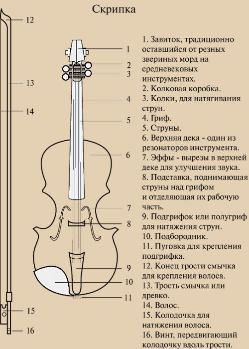 Скрипка имеет. Составные части скрипки схема. Строение виолончели схема. Скрипка чертеж вид сбоку. Строение скрипки.