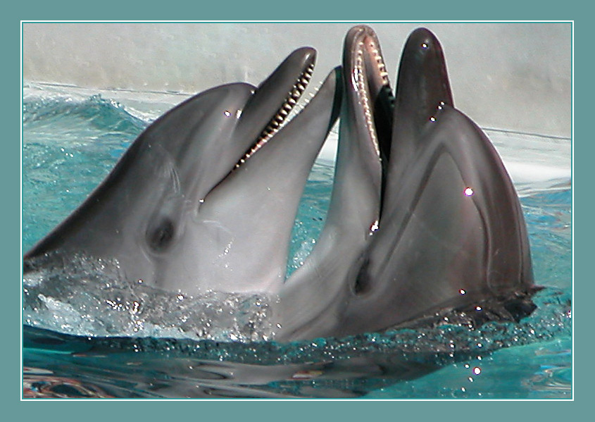 Общение дельфинов между собой. Дельфины общение. Коммуникация дельфинов. Язык дельфинов. Язык общения дельфинов.