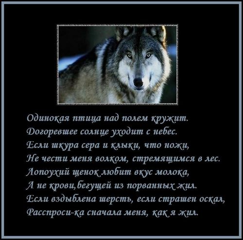 Одинокий Волк Мурманск В Знакомствах