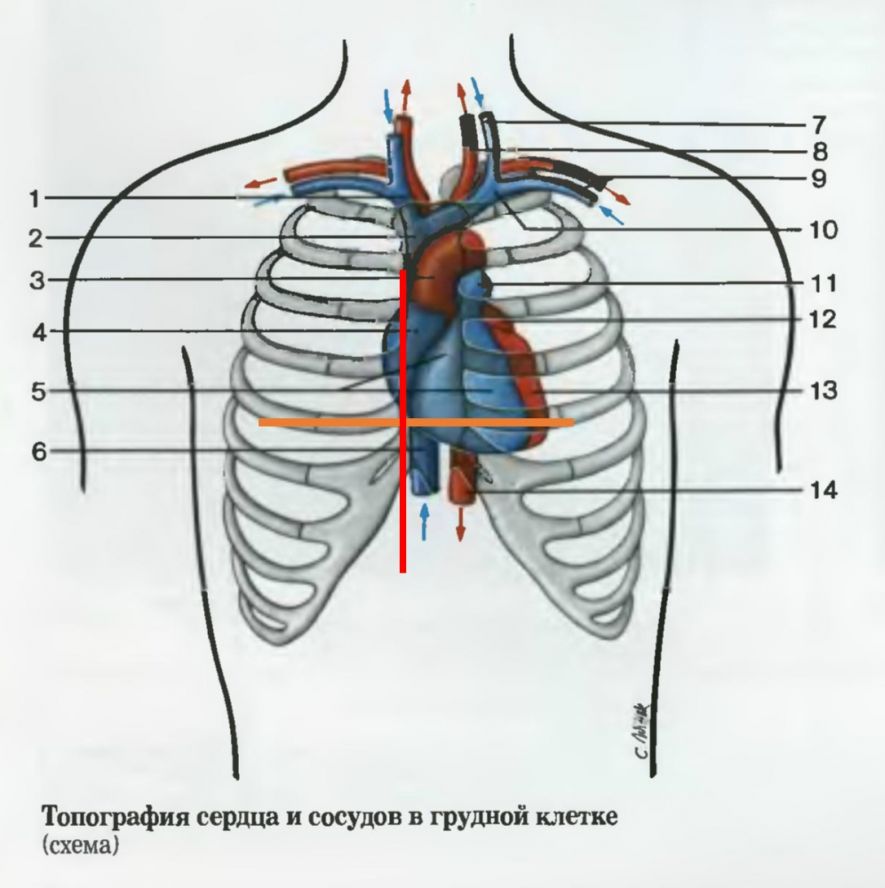 Строение топография. Расположение сердца в грудной клетке у человека анатомия. Топография сердца человека анатомия. Границы сердца анатомия топография. Топография сердца и сосудов в грудной клетке.