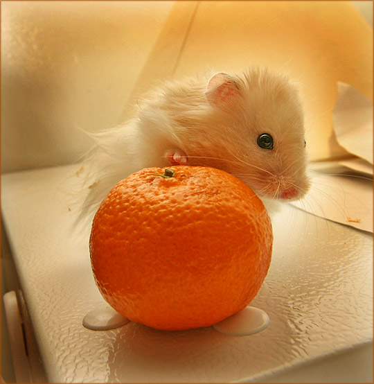 Можно хомякам апельсин. Хомяк Мандаринка. Хомяк мандарин. Мандариновые хомячки. Мышонок с мандаринкой.
