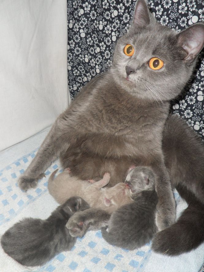 Сколько беременны британские кошки
