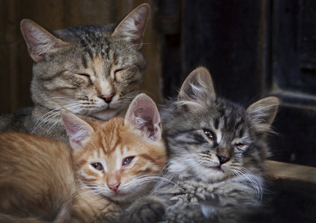 Семья кошек. Кошачья семья фото. Семейство кошек для детей. Серьезное семейство котов.