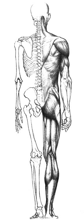 Скелет с мышцами человека рисунок